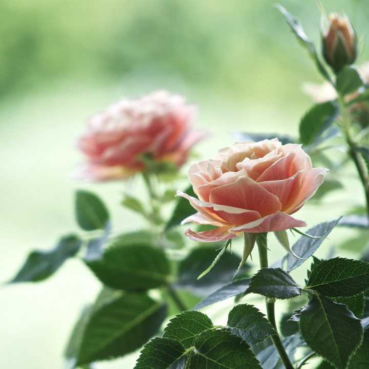 Чайная роза - 101 фото всех основных сортов и их кодировка