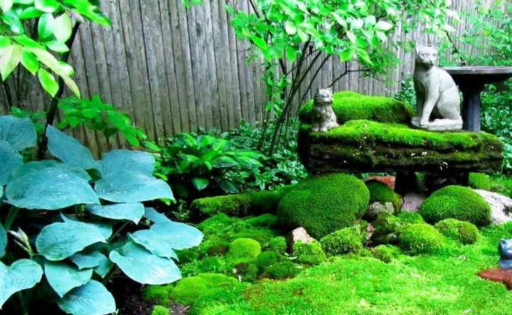 Садовый мох (50 фото): декоративные цветущие и другие разновидности для ландшафтного дизайна. Посадка мха на даче и примеры ландшафта