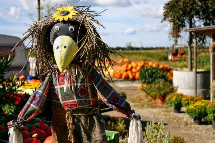 Как и из чего сделать огородное пугало своими руками: защищаем урожай от птиц