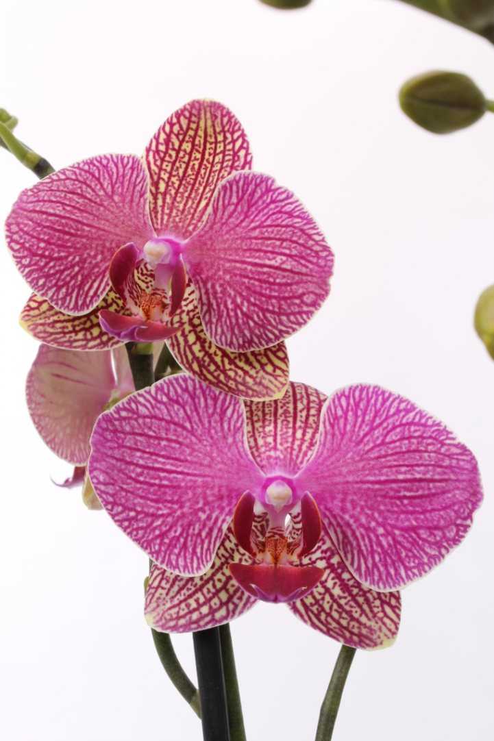 Ола орхидея фото