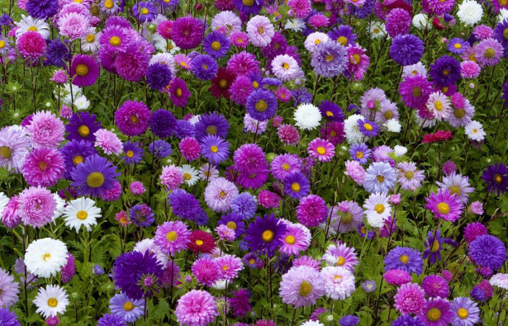 Сорта цветов для дачи которые цветут все лето фото и названия