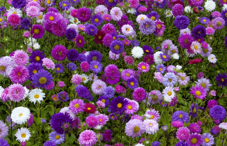 Цветы однолетники для сада неприхотливые долгоцветущие низкорослые фото и названия