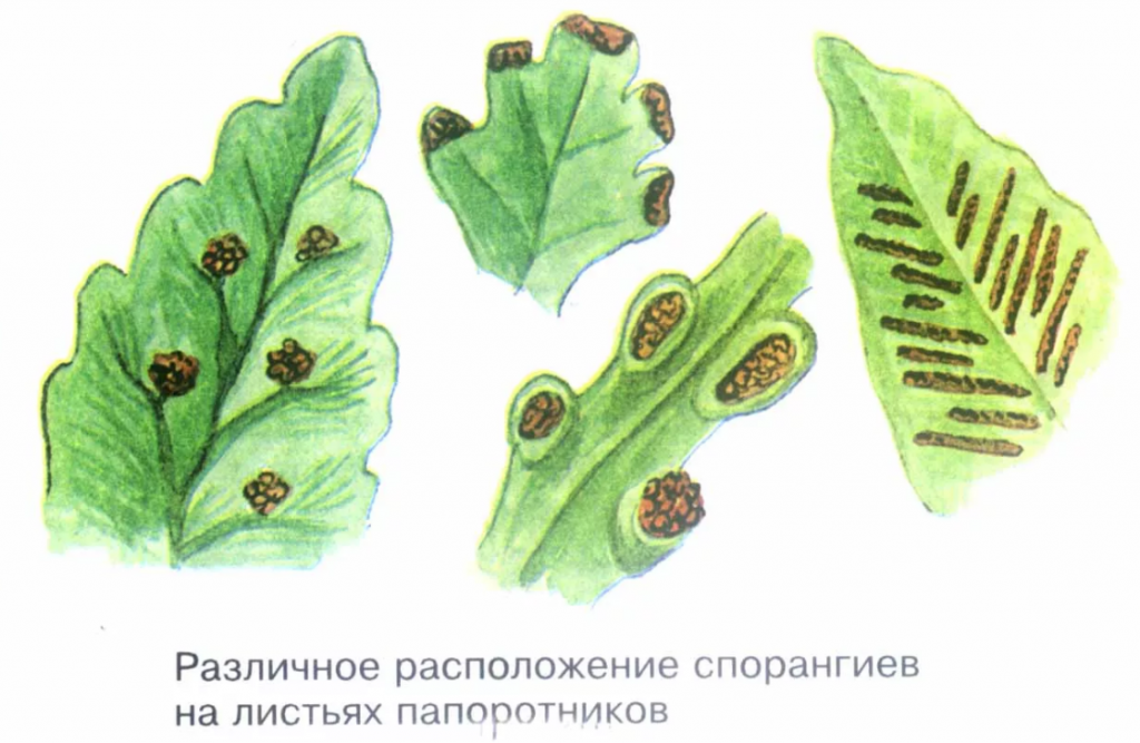 Какой тип питания характерен для папоротника изображенного на рисунке