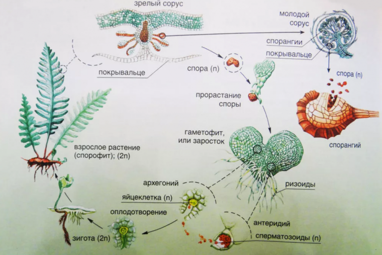 Биология 6 класс цикл развития папоротника схема