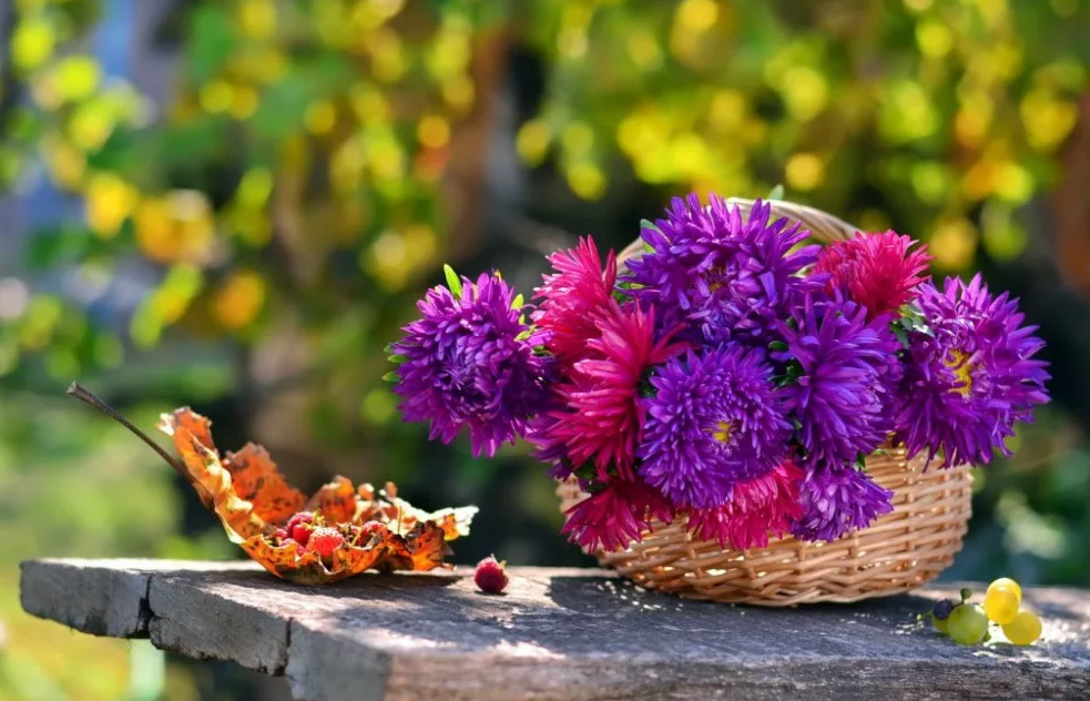 Цветы осенние в саду названия и фото: как превратить ваш сад в райский  уголок осенью