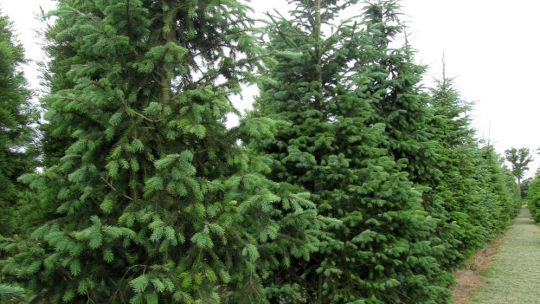 Для дачного участка низкорослые хвойники, хвойные деревья фото и ...